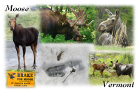 Moose in Vermont Collage - square format